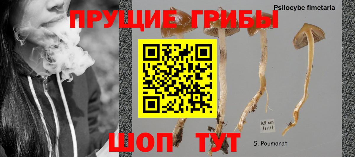Галлюциногенные грибы прущие грибы  магазин продажи   Старая Русса  Вход с VPN  Галлюциногенные грибы Psilocybe 